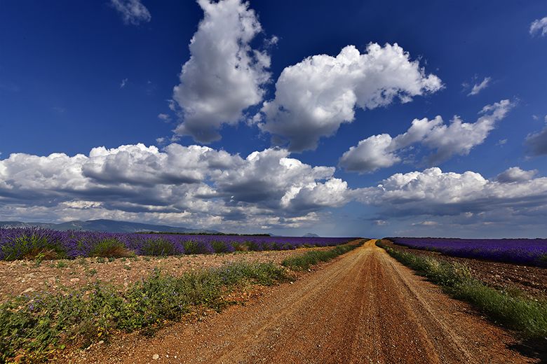 Nuages blancs sur les lavandes