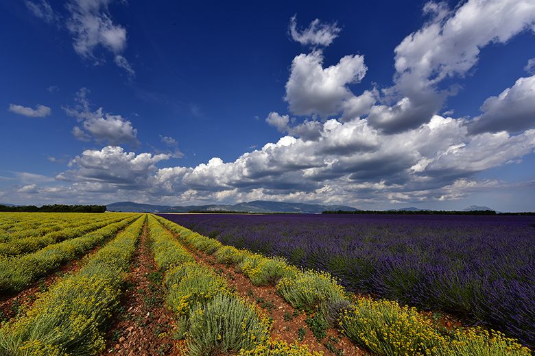 Nuages blancs sur immortelle et lavande