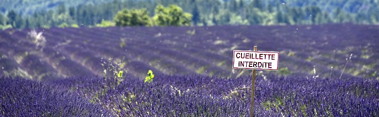 Cueillette interdite !