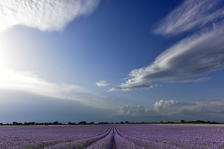 Difficile de trouver un champ de lavande sans photographe