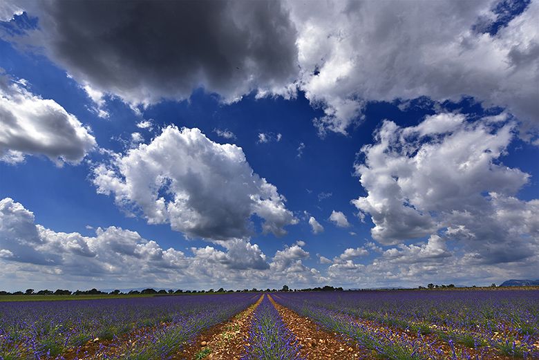 Nuages blancs sur les lavandes