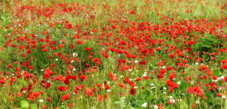 Coquelicots