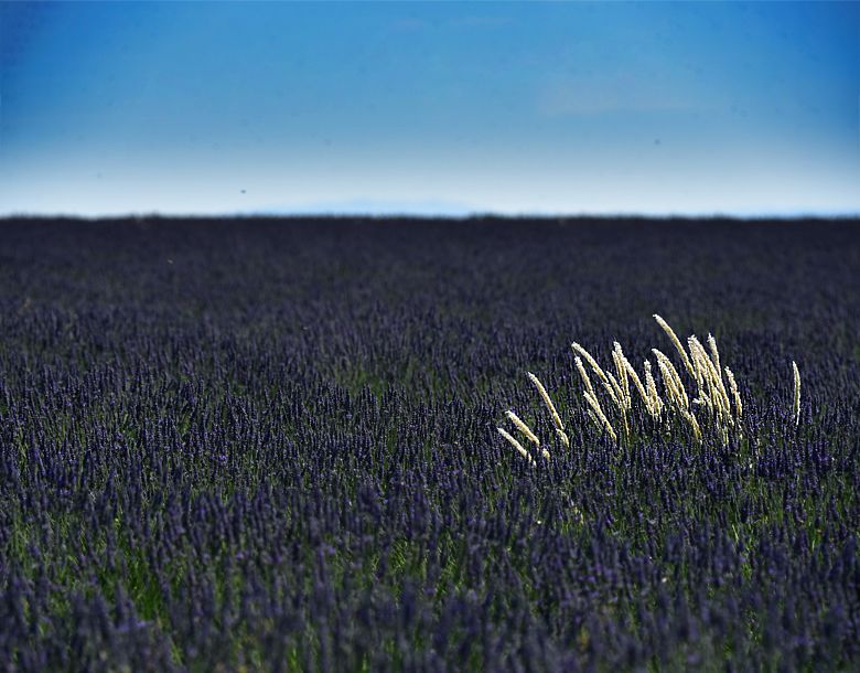 Herbes folles dans les lavandes
