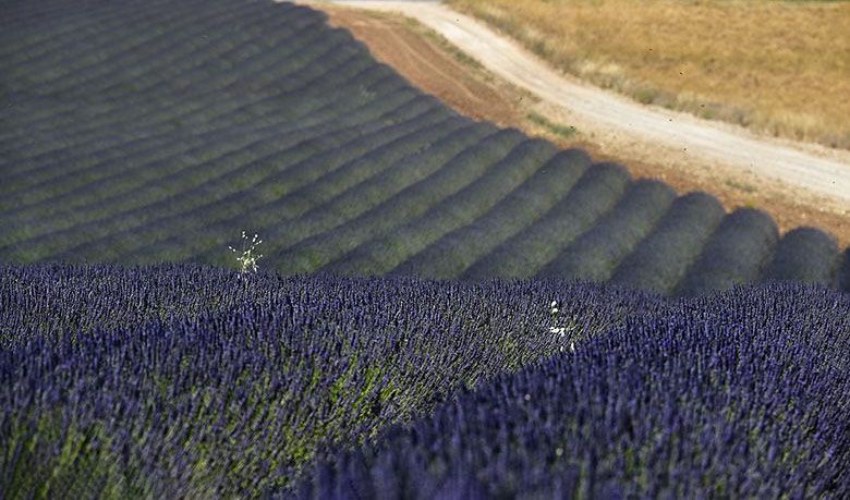 Herbes folles dans les lavandes
