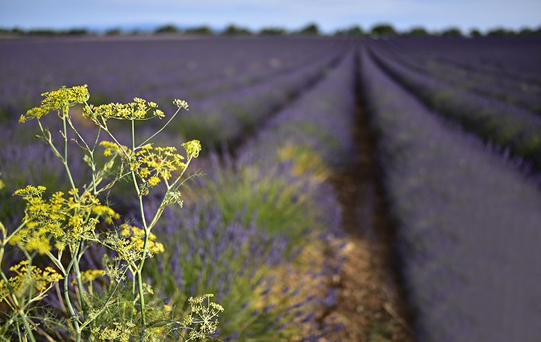Fenouil dans les lavandes