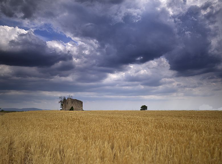 Blé sous ciel d'orage