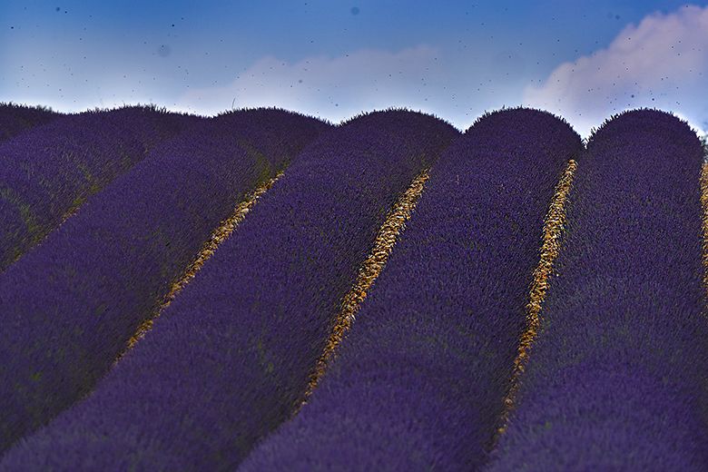 Myriade d'abeilles