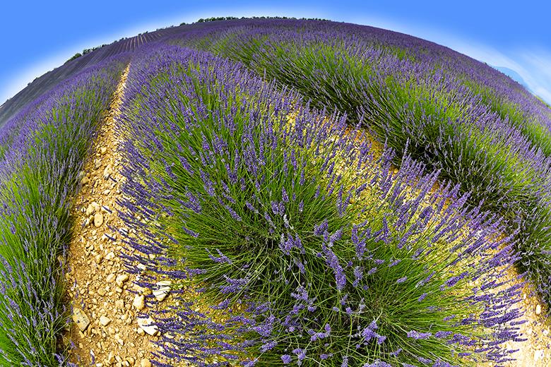 Planète Lavandes !