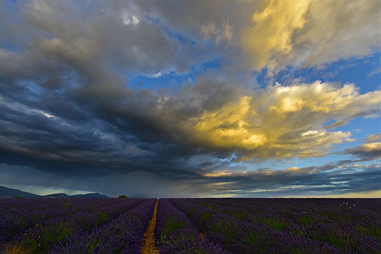 Coucher de soleil nuageux sur les lavandes