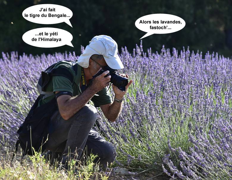 Photographe animalier à l'affut