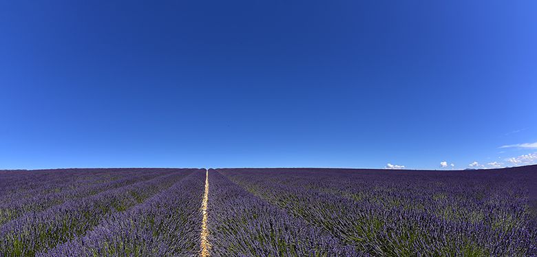Planète Lavandes !