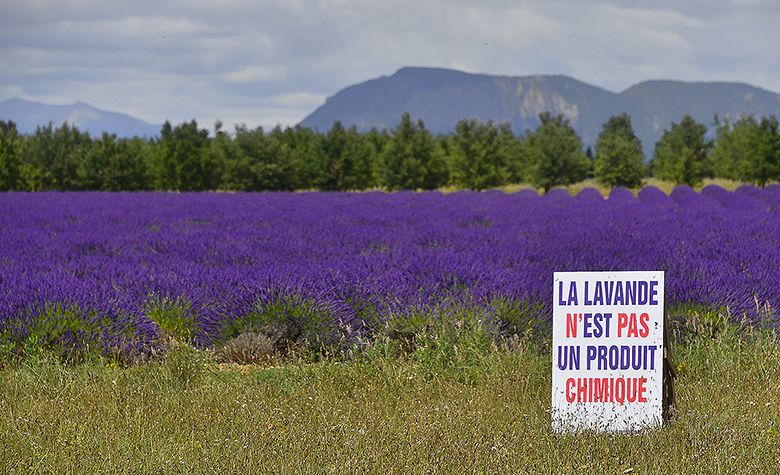 La lavande n'est pas un produit chimique