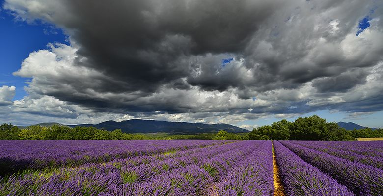 Temps menaçant sur les lavandes