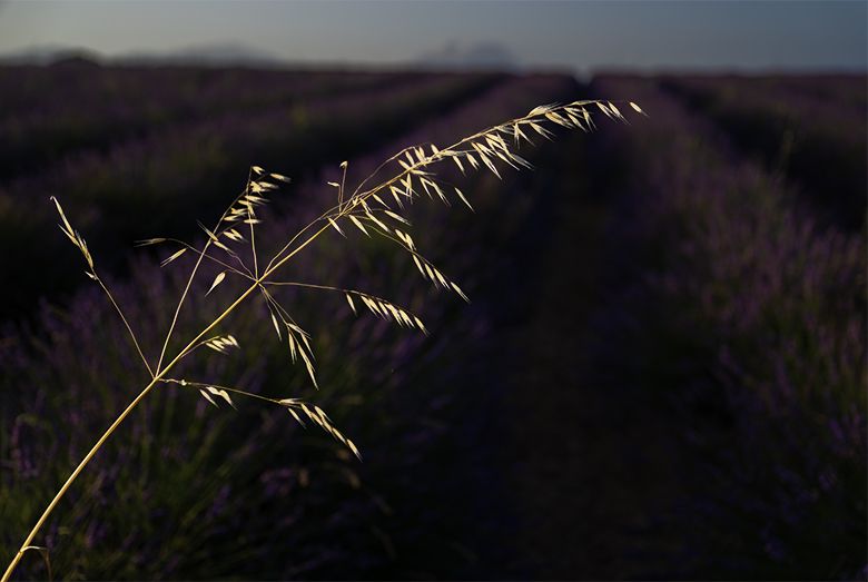 Avoine dans les lavandes