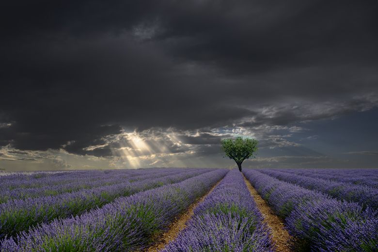 Nuages sur les lavandes
