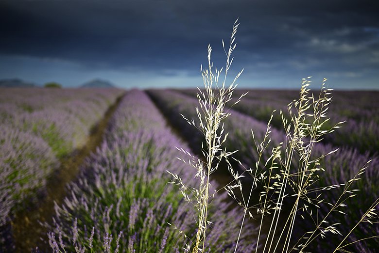 Avoine dans les lavandes