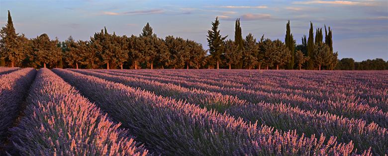 Derniers rayons de soleil sur les lavandes