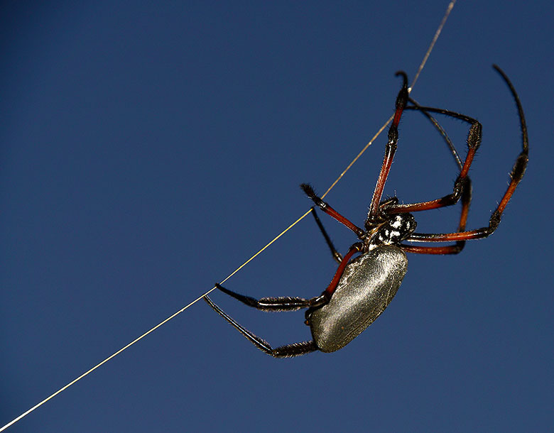 Araignée