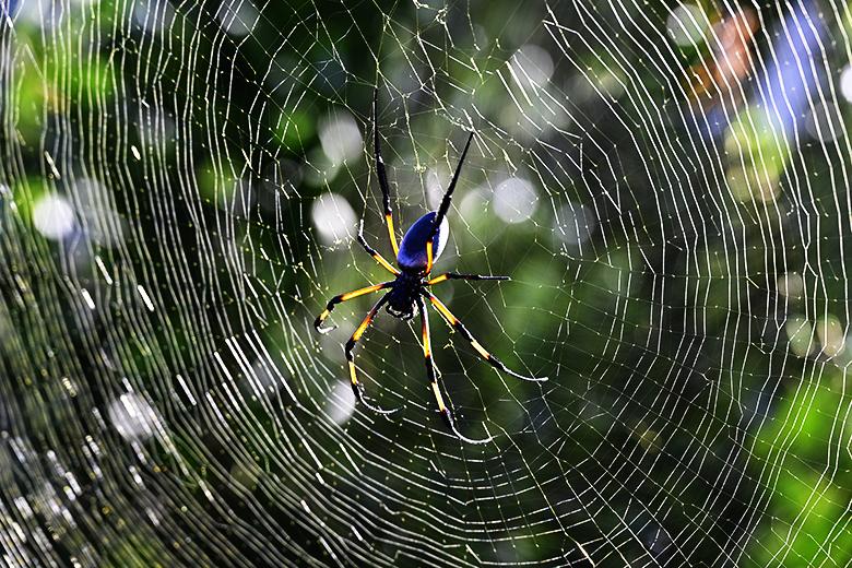Araignée