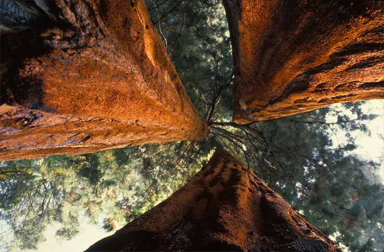 Sequoia National Park