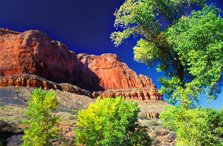 Brocolis ''bio'' au fond du Grand Canyon